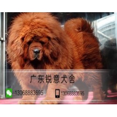 广东犬舍出售 纯种大骨架/藏獒/幼犬 签健康协议宠物狗活体