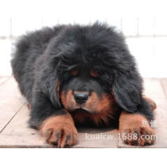 宠物狗）纯种大狮头铁包金  藏獒  藏獒幼犬 出售大骨架 长...
