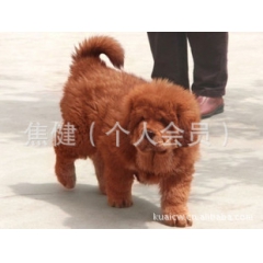 纯种大狮头铁包金藏獒幼犬藏獒幼崽出售