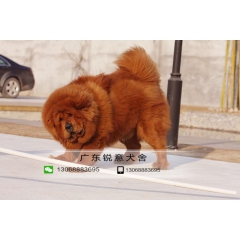 纯种铁包金狮子头 藏獒 幼犬 签健康协议