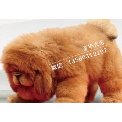 红色藏獒幼犬/宠物犬狗狗/藏獒幼犬出售/纯种铁包金黑色 货到...