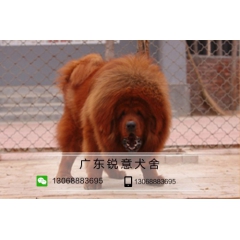 纯种铁包金狮子头 藏獒 幼犬 宠物狗狗活体 签健康协议