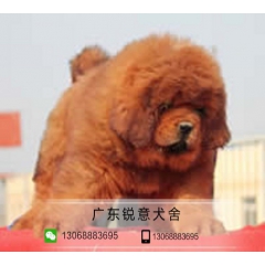 出售纯种健康藏獒幼犬 保证纯种 欢迎上门选购 宠物狗活体幼犬