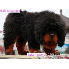 买宠物狗）纯种牧区铁包金大狮头藏獒幼犬出售 品质保证