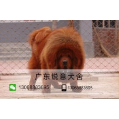精品大狮头幼獒王者风范 纯种藏獒幼獒 多窝可挑选 宠物狗活体