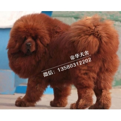 出售臧藏獒纯种幼犬大狮头铁包金红黑獒原生态健康狗狗可上门