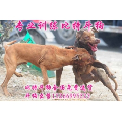 比特犬咬死藏獒 比特犬吧 斗狗咬死土狗