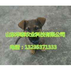 出售小狗崽 幼犬 藏獒 狼青 牧羊犬 出售狼青幼犬