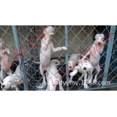 杜高犬大战藏獒、杜高犬vs比特犬一绝高低