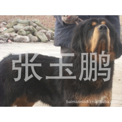 供应纯种藏獒 纯血藏獒 藏獒低价供应 量大从优