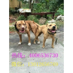 比特犬咬死藏獒 比特犬吧 比特咬死斗狗