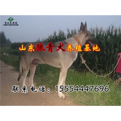 小狗崽 狗苗价格 藏獒 狼青 牧羊犬 犬苗 种狗繁育 山东细...