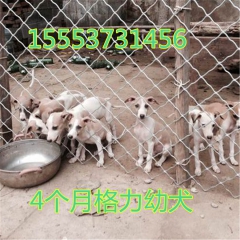宠物小泰迪多少钱   灵缇犬  杜高 狼青 藏獒 牧羊犬
