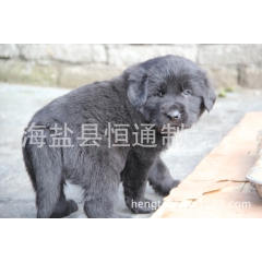 纯黑色牧区原生藏獒