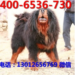 就女山獒园   天价藏獒   藏獒价格