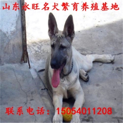 【肉犬、牧羊犬、藏獒、杜高犬、狼青犬等】价格