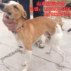 杜高 罗威纳 藏獒 高加索 3-6个月的灵缇犬.格力犬.细犬...