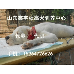 杜高犬打猎视频 	杜高犬vs藏獒 山东杜高犬价格