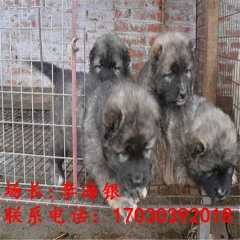 藏獒多少钱一只 哪里能买到藏獒 藏獒幼犬价格多少钱一只