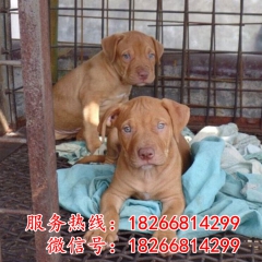 比特犬咬死藏獒 比特犬价格便宜 纯种小比特斗狗 猛犬比特