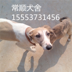 镇江哪里卖格力犬 惠皮特 灵缇犬  杜高 狼青 藏獒 牧羊犬