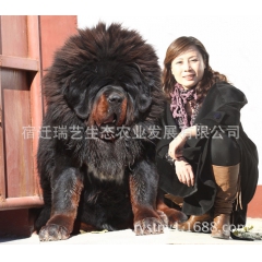 纯种藏獒 狮头藏獒 虎头藏獒 雪獒 繁殖纯种藏獒