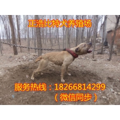 小比特 纯种比特犬出售 斗狗价格 比特犬咬死藏獒