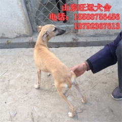出售牧羊犬 高加索 藏獒 狼青 全活格力犬 马犬 格慧串 惠...