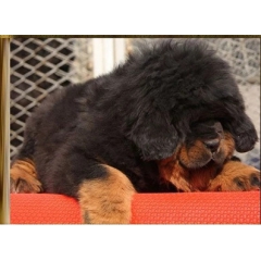 出售纯种狮头小黑藏獒 獒园臧獒 铁包金藏獒 红獒/幼犬藏獒