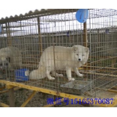 出售狐狸 品种齐全价格低