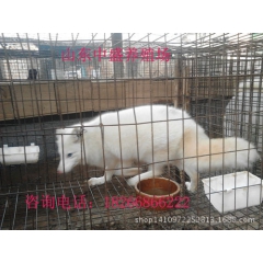 nl卖狐狸 哪里有养殖狐狸的 狐狸种苗多少钱