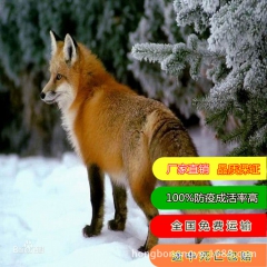 出售狐狸 宠物狐狸销售  狐狸的价格