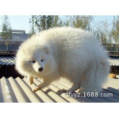 辽宁哪里卖狐狸 白狐狸多少钱 哪里有狐狸养殖场