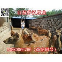 山东最大的梅花鹿养殖场