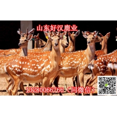山东济宁最大的梅花鹿养殖场