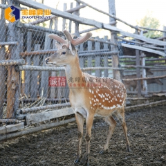 【兆峰鹿业】精选梅花鹿公鹿 品种优良 自家鹿场 可考察