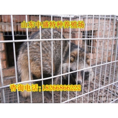 厂家直销狐狸 商品狐狸 貉子 种狐 母狐 狐狸貉