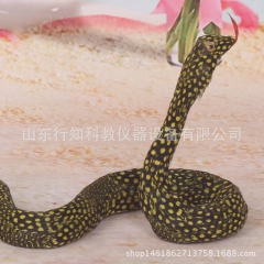 纯手工制作动物羽毛蛇标本禽鸟标本教学仪器生产厂家供应工艺品蛇