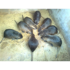 安阳海狸鼠养殖场出售海狸鼠种苗商品海狸鼠