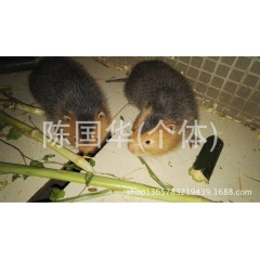 供应黑豚 彩豚 红颊大竹鼠 白毛竹鼠 银星竹鼠 食用商品养殖...