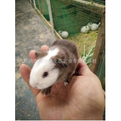 自家繁殖 优良品种  种苗黑豚 荷兰猪  豚狸