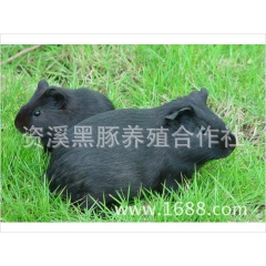 中华黑豚