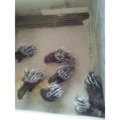 豪猪养殖 豪猪价格 豪猪养殖基地