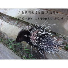 福建南平豪猪种苗 福建南平豪猪价格 福建南平豪猪
