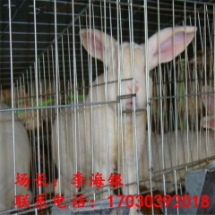 伊拉兔种兔 新西兰种兔 大耳白种兔 嘉祥县永旺肉兔养殖场