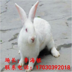 嫩江县新西兰种兔 伊拉兔肉兔 养殖场专业技术 欢迎考察