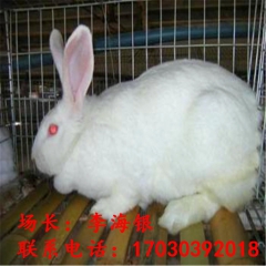 济宁市大型肉兔 伊拉肉兔 比利时肉兔 獭兔 新西兰种兔