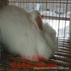 纯种獭兔 新西兰种兔 大量出售怀孕母兔 大型 种兔 肉兔繁育...