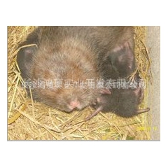 产地直供竹馏、芒狸、竹狸、竹根鼠、冬毛老鼠、竹根猪等养殖