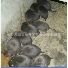 竹鼠价格,厂家竹鼠，又称竹馏、芒狸、竹狸、竹根鼠